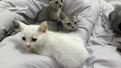  5 قطط الام شيرازيه الاطفال غير معروف