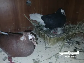  10 4 جواز شغاله  وفحل مكفوله للبيع دون الفراخ 35 دينار كوم