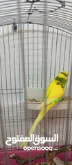  6 للبيع ذكر  طير حب