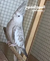  3 beautiful,  clean and healthy female cockatiel