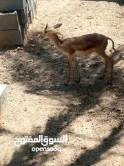  5 غزال فحل للبيع