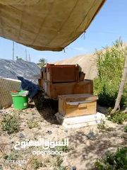  4 نحل بحالة ممتازة للبيع بسعر حررق .....