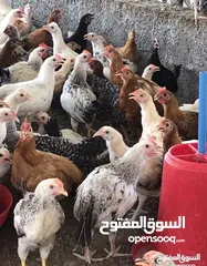  2 دجاج عماني محلي جاهز للذبح والتربية بصحة ممتازة