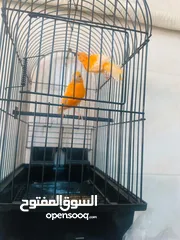  4 قفص ببغاء للبيع /وكنار احمر للبيع