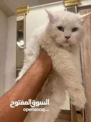  1 قطه نثيه شيرازي حلوه
