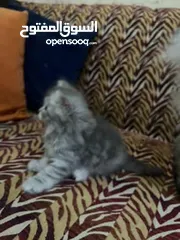  2 قط شيرازي عدد 2 ذكر وانثى
