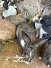  8 ارانب  عماني وتهجين وهولندي