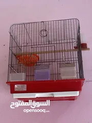  10 فراخ كوكتيل للبيع+قفاص مستعمله شبه جديده جديده قابل للبدل ع كوكتيل شغالات