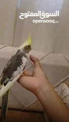  6 كوكتيل أليف