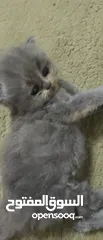  9 days persian kittens