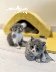  20 Adorable Scottish fold chinchilla kittens