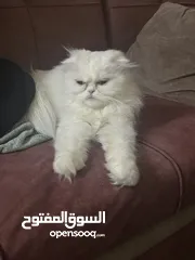  5 4 قطط للبيع
