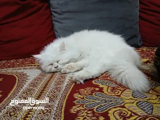  1 قط شيرازي للبيع او للبدل مواليد 14/12/2024 لعوب جدا وهادي