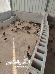  6 صوص لوهمان وبلدي
