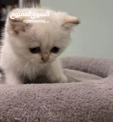  3 سكوتش ستريت Scottish kittens