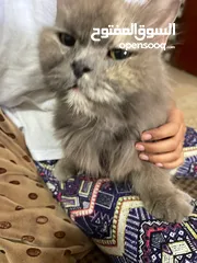 27 Persian cat