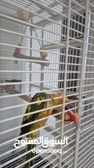  3 2 Sunconures