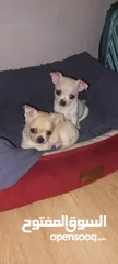  19 Chihuahuas