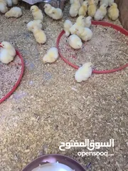 5 صوص لاحم / تسمين موجود اسبوعيا