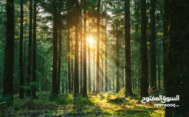 24 صور على الحائط (ستيكرز)