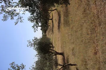  1 ارض للبيع في ام العمد ملاصقة للغبية