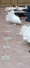  5 حمام هزاز للبيع