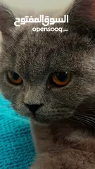  6 قطة بريطانية للبيع من نوع British Shorthair