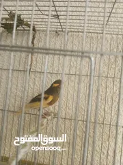  17 طيور كناري جاهزة بحالة وصحة جيدة