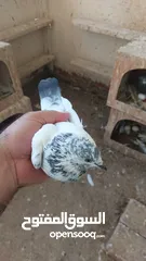  7 Pakistani pigeons