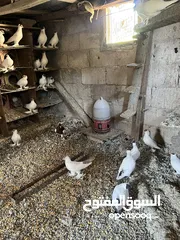  11 حمام زواج زق