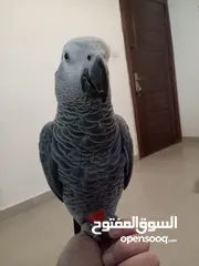  3 كاسكو مزرعة حجل ذهبي