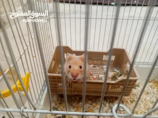  4 هامستر للبيع