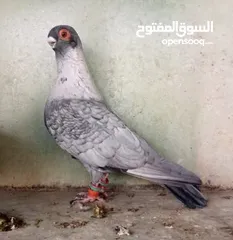  1 يوسف علي عوض الله الترابين