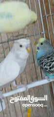  2 طيور [بادجي] عدد 3 للبيع صحه و نشاط و نظافه تبارك الله
