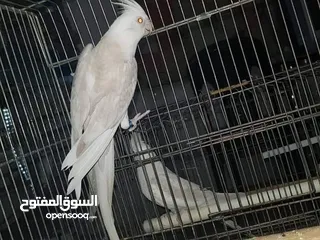  3 كوكتيل فالو وايت فيس