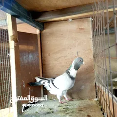  3 طيرة امازوني للبيع