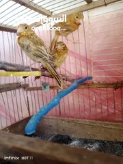  4 جوز كناري نحاسي كرزي مع فراخه و ثلاثة حبات مخاليف عمر شهرين ونص