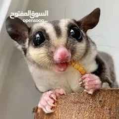 4 دود قبابي _ميل ورم _ Mealworm