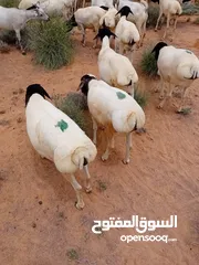  4 غنم صومال كباش كبار