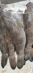  10 أسماك طازجة يوميا من التجربة الاولي