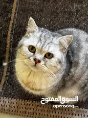  4 قطط بريتش ذكور واناث بلاك سلفر شايدد بيور