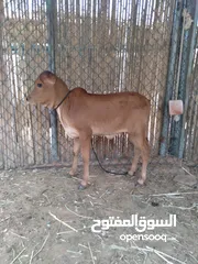  1 عجل عماني اصل