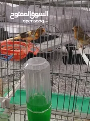  2 جوز كنار شغالات