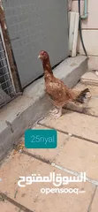  3 Pakistani So beautiful chicken