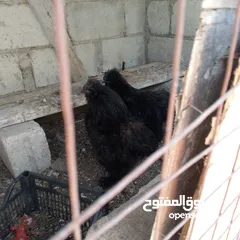  1 ديكين شغالات