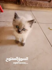  7 كيتنز هملايا بلو بيور /قطط هملايا