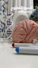  2 مجسمات 3 للطلاب و الجامعات