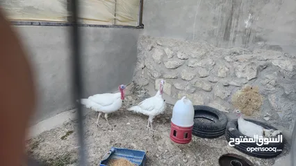  2 ديك رومي فرنسي نظيف جدا بسعر ممتاز