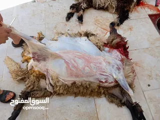  5 الحواري لذبح الاضياحي والعقائق في المنزل ذبح وسلخ وتقطيع بسعر مناسب للجميع