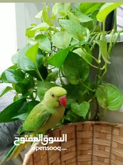  1 ببغاء دره هندي جامبو أليف 100٪ مع الكبار والصغار ما في عضه الببغاء آيه من الجمال